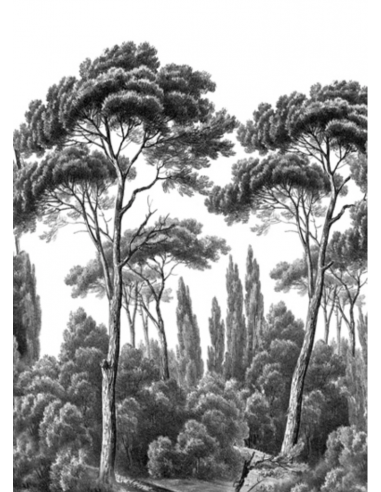 PAPIER PEINT - PINS ET CYPRES