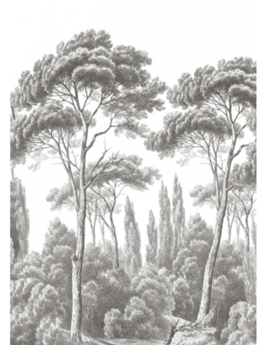 PAPIER PEINT - PINS ET CYPRES